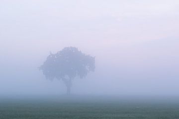 Boom in de mist , Tree in the mist van Art Wittingen