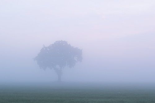 Boom in de mist , Tree in the mist