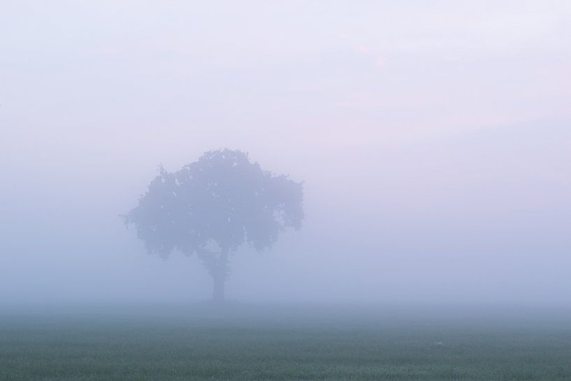 Boom in de mist , Tree in the mist von Art Wittingen