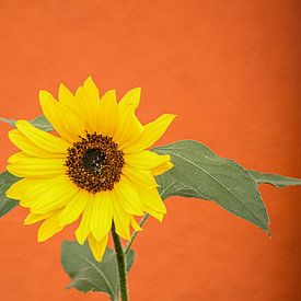 Die Sonnenblume von Verena Mahrhofer