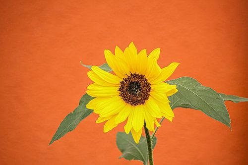 The Sunflower
