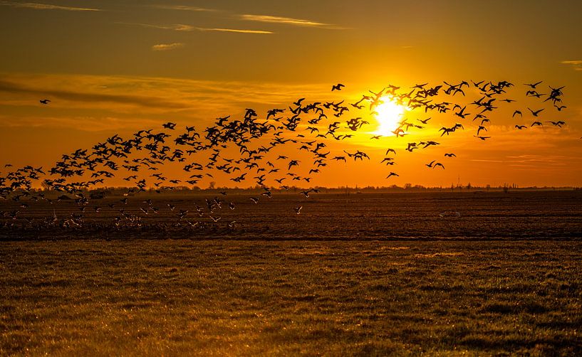 Fliegende Vögel von Ger Doornbos