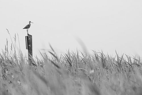 Bécasseau maubèche perché sur un poteau