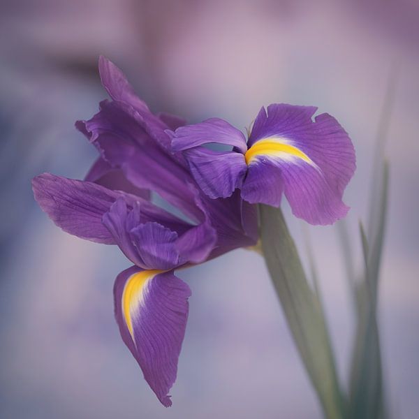Iris bloem van Saskia Schotanus