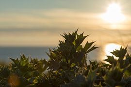 Sea holly by Leo Kramp Fotografie