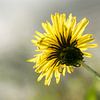 Dandelion with blurred background by Barend de Ronde