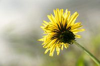 Dandelion with blurred background