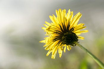 Pissenlit avec arrière-plan flou