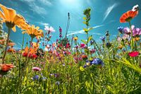 Bloemenveld tegenlicht