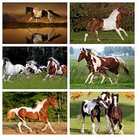 bonte paarden collage