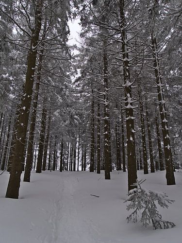 Besneeuwd wandelpad in dicht sparrenbos in de winter