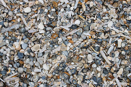 Muscheln