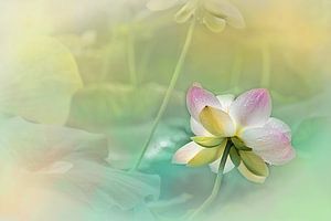 Zartheit der Lotusblume