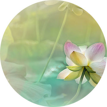 De verfijning van een lotusbloem 02 van ahafineartimages