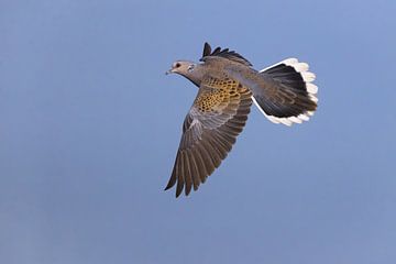 Grives d'été, Streptopelia turtur sur Beschermingswerk voor aan uw muur