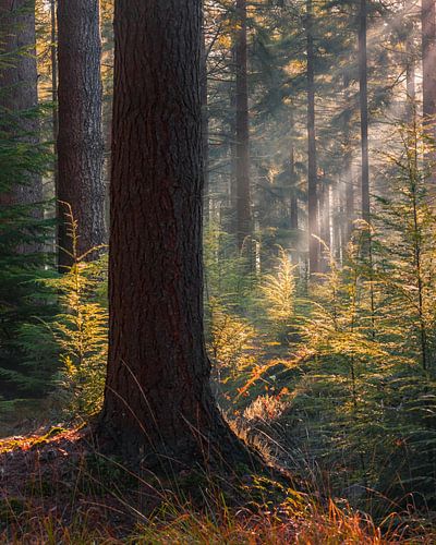 Zonnestralen in het bos in Veenhuizen Drenthe