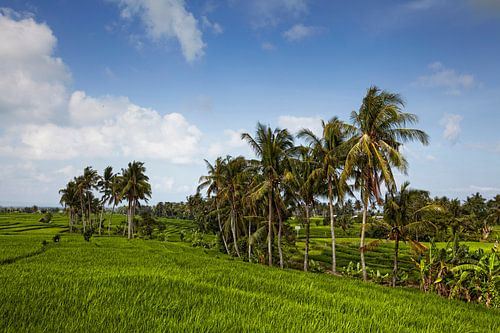 Terrasvormig rijstveld in het oogstseizoen in Bali, Indonesië