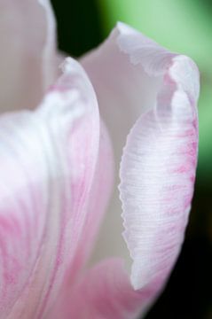 Roze tulpenblad van Anita van Hengel