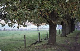 Tree Way by JM BilderBude