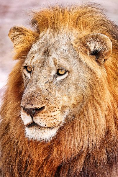 Löwenmännchen, Afrika wildlife par W. Woyke