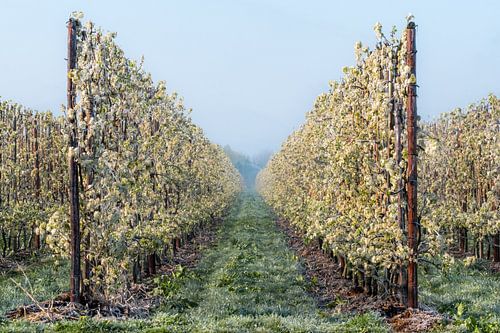 Bevroren fruitboomgaard