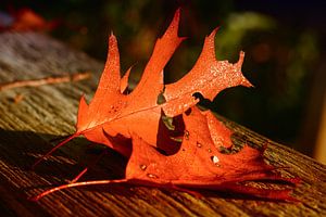 Herbstlaub auf dem Tisch