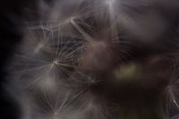 Wil jij een wens doen?