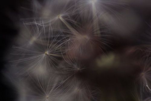 Wil jij een wens doen?