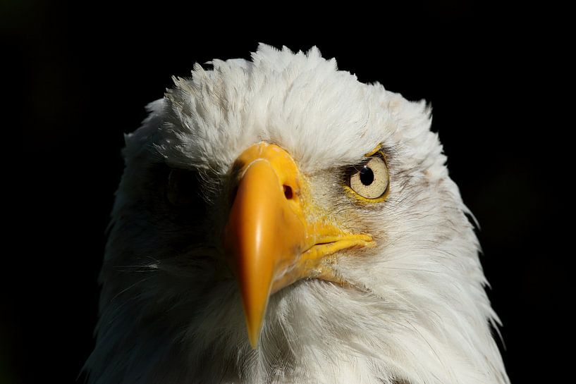Porträt eines amerikanischen Weißkopfseeadlers von Ronald Pol