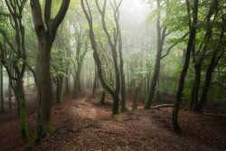 Douce lumière filtrant dans la forêt brumeuse