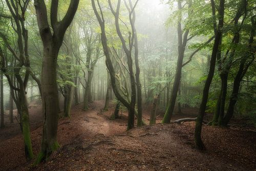 Douce lumière filtrant dans la forêt brumeuse sur Edwin Mooijaart