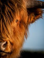 Portrait of a Highlandcow