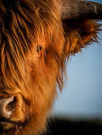 Portret van een Schotse Hooglander van Kayleigh Heppener