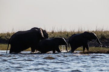 Olifanten door water in Chobe NP van Henri Kok