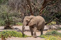 Desert elephant in a dry Namibian river, Africa by Patrick Groß thumbnail