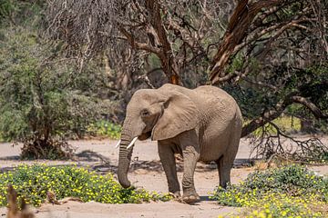 Wüstenelefant in einem trockenen Fluss Namibias, Afrika von Patrick Groß