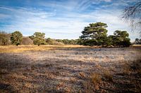 Rijp in het bos