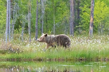 Ours brun sur Merijn Loch