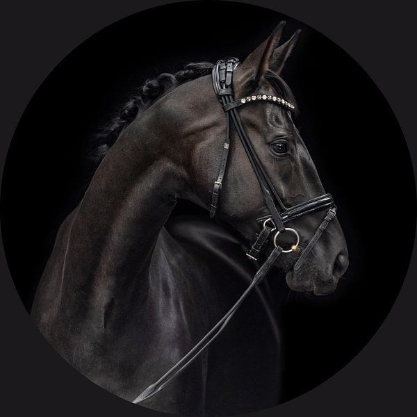 Beautiful horse by @Unique