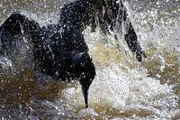 Cormorant splashes in the water