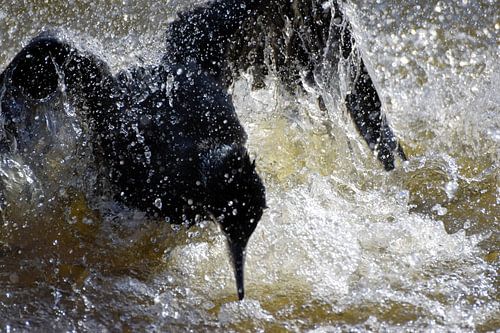 Aalscholver spat in het water