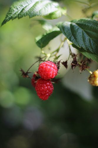 Frambozen uit de tuin
