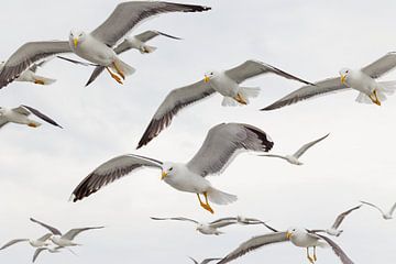 Zwerm mantelmeeuwen bij de Waddeneilanden | Texel van Marjolijn Maljaars