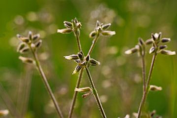 Nature paints its own lines