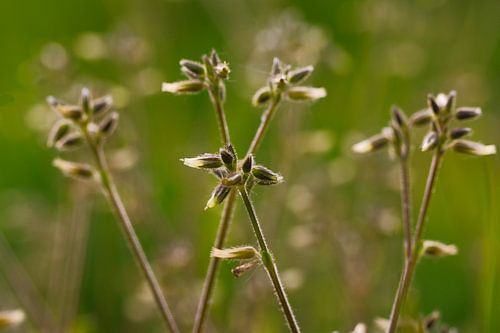 De natuur schildert z'n eigen lijnen