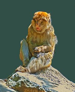 Berberaffe