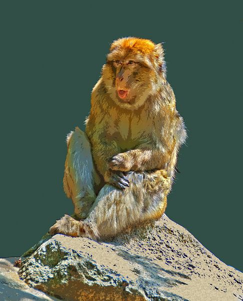 Berberaffe von Leopold Brix