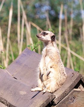 Sun worshiper by Teuntje van den Brekel