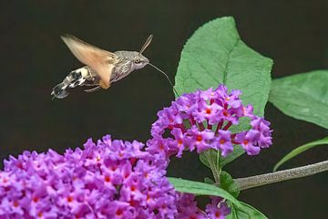 Hummingbird butterfly (Macroglossum stellatarum) by Michelle Peeters