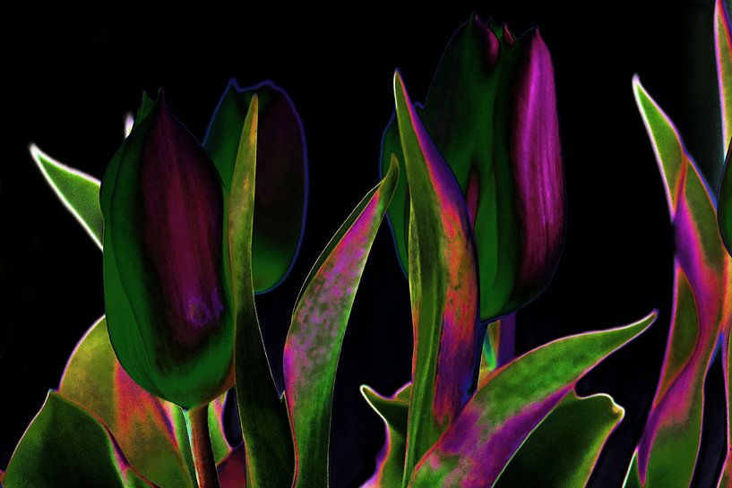 Tulipart par Edgar Schermaul